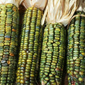 Oaxacan Green Dent Corn Seeds & Blue Gold Glass Gem Popcorn Seeds - Heirloom Zea mays, Decorative & Edible, 2025 Planting Season