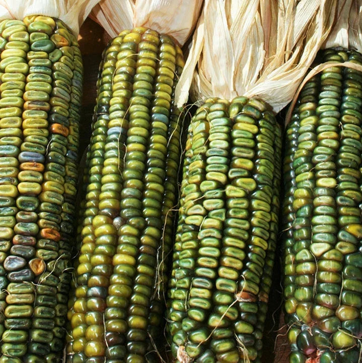 Oaxacan Green Dent Corn Seeds & Blue Gold Glass Gem Popcorn Seeds - Heirloom Zea mays, Decorative & Edible, 2025 Planting Season