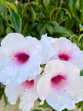Pink Bower Pandora Vine Cuttings - 7 Pack Fragrant Pink/White Climbing Vine Pandorea jasminoides