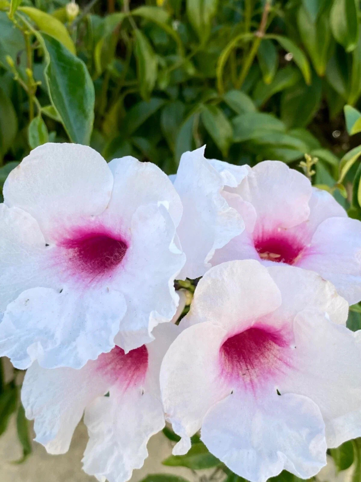 Pink Bower Pandora Vine Cuttings - 7 Pack Fragrant Pink/White Climbing Vine Pandorea jasminoides