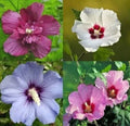 Rose of Sharon Seedling Bare Root Plants - Mix Colors Hibiscus syriacus 7-Pack