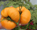 Kellogg's Breakfast Tomato Seeds - Heirloom, Bulk 25-1000, Orange Fruit, Solanum lycopersicum, Heirloom Tomato Seeds
