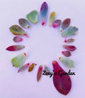 Succulent Plant Leaves for Propagation - Assorted Varieties, Indoor & Outdoor Gardening, Easy to Grow, Gift Bundle