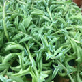 Rare Senecio Peregrinus Cuttings - String of Dolphins Succulent Plant, Indoor Houseplant, Unrooted 5" Long