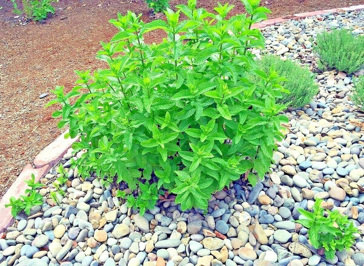 Organic Peppermint Seeds - Mentha × piperita Herb for Culinary & Medicinal Use, Container & Shade Garden, 301+ Seeds