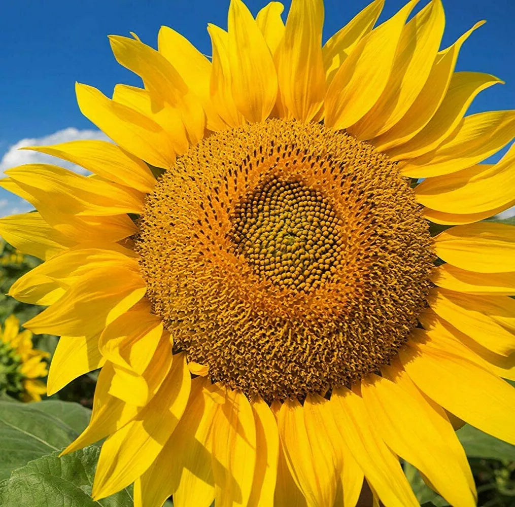 Giant Sunflower Seeds | Mammoth Grey Stripe | Helianthus annuus | Large Bloom, Full Sun, Annual