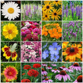 Wildflower Seeds 4 oz Perennial Mix for 250 sq ft Native Wildflower Seed Blend Zones 3-10