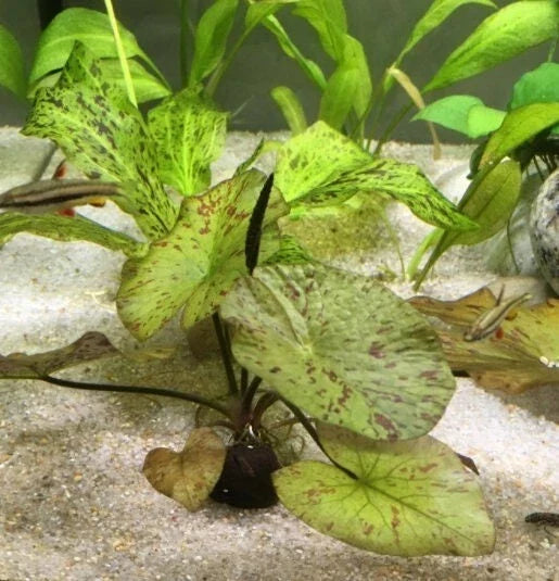Tiger Lotus Plant - Starter Aquarium or Pond Plant with Red and Green Marbled Leaves - Nymphaea zenkeri