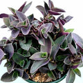 Tradescantia Pallida 'Purple Heart' Live Plant - 2-Inch Wandering Dude Succulent for Indoor & Outdoor Gardens