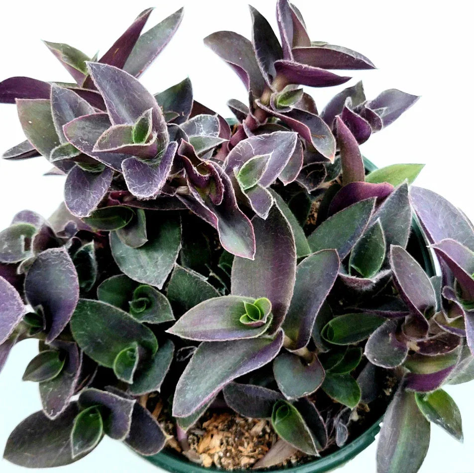 Tradescantia Pallida 'Purple Heart' Live Plant - 2-Inch Wandering Dude Succulent for Indoor & Outdoor Gardens