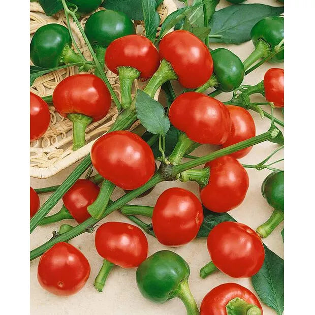 Large Red Cherry Hot Pepper Seeds - Non-GMO Heirloom Capsicum annuum for Home Garden, Culinary Use