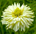 Giant Cactus Zinnia Seeds - White Flowers - Over 100 Seeds - Zinnia elegans for Borders, Beds & Containers