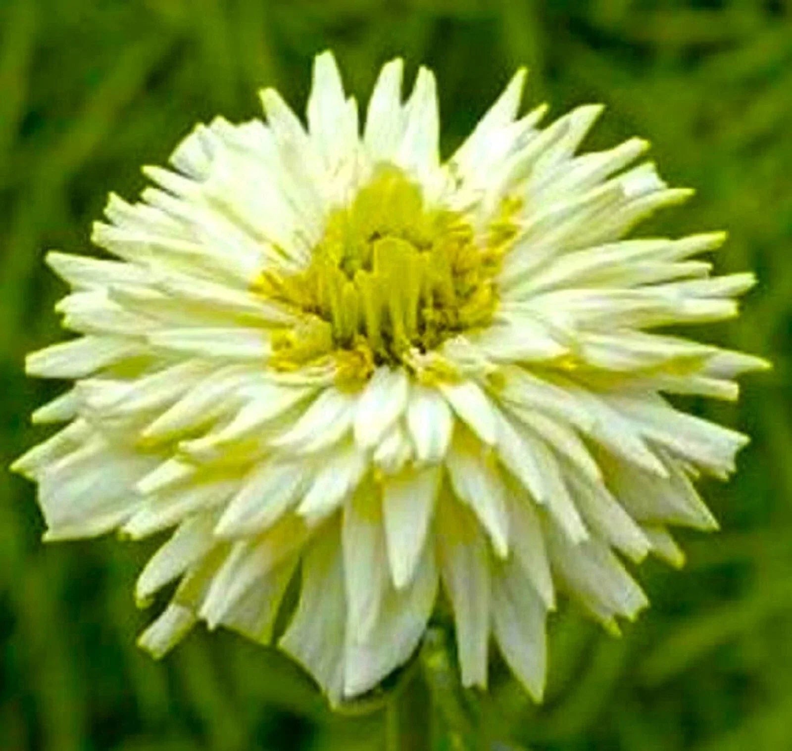 Giant Cactus Zinnia Seeds - White Flowers - Over 100 Seeds - Zinnia elegans for Borders, Beds & Containers