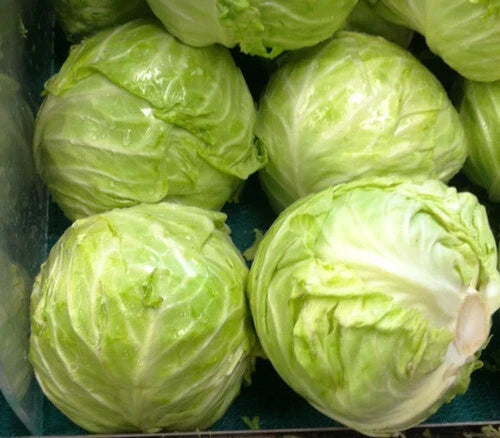 Danish Ballhead Cabbage Seeds – 175 Count, Brassica oleracea, Large Dense Heads for Cooking & Salads, Heirloom, GroCo USA