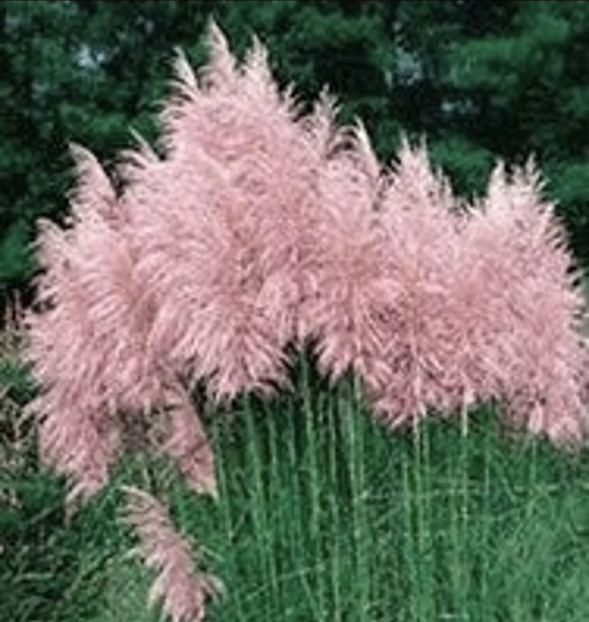 Pink Pampas Grass Plugs - 3 Pack, Cortaderia selloana, Ornamental Grass for Landscaping and Borders