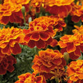 Safari Scarlet Marigold Seeds – Tagetes erecta, Bright Orange-Red Blooms, Annual Garden Planting, 25+ Seeds for Beds & Containers