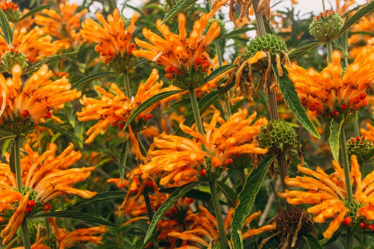 Lion's Tail Seeds 100 Pack - Leonotis leonurus - Orange Tubular Flowers - Drought Tolerant Pollinator Plant