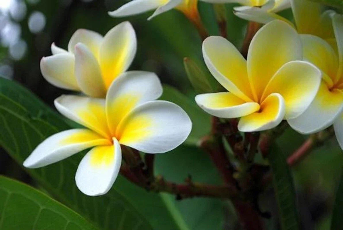 Plumeria Seeds 5 Pack - White Yellow Flowers - Perennial Tropical Plant - Plumeria rubra Seeds
