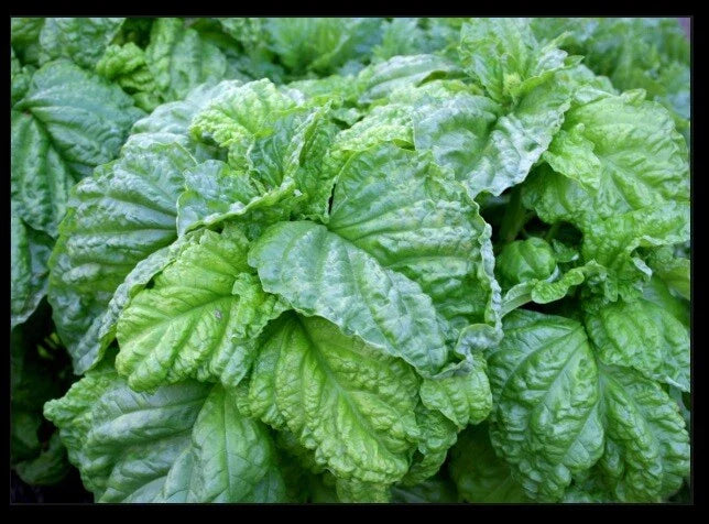 Lettuce Leaf Basil Seeds Heirloom Aromatic Bushy Plant (Ocimum basilicum) for Culinary Gardens, Pesto & Salad