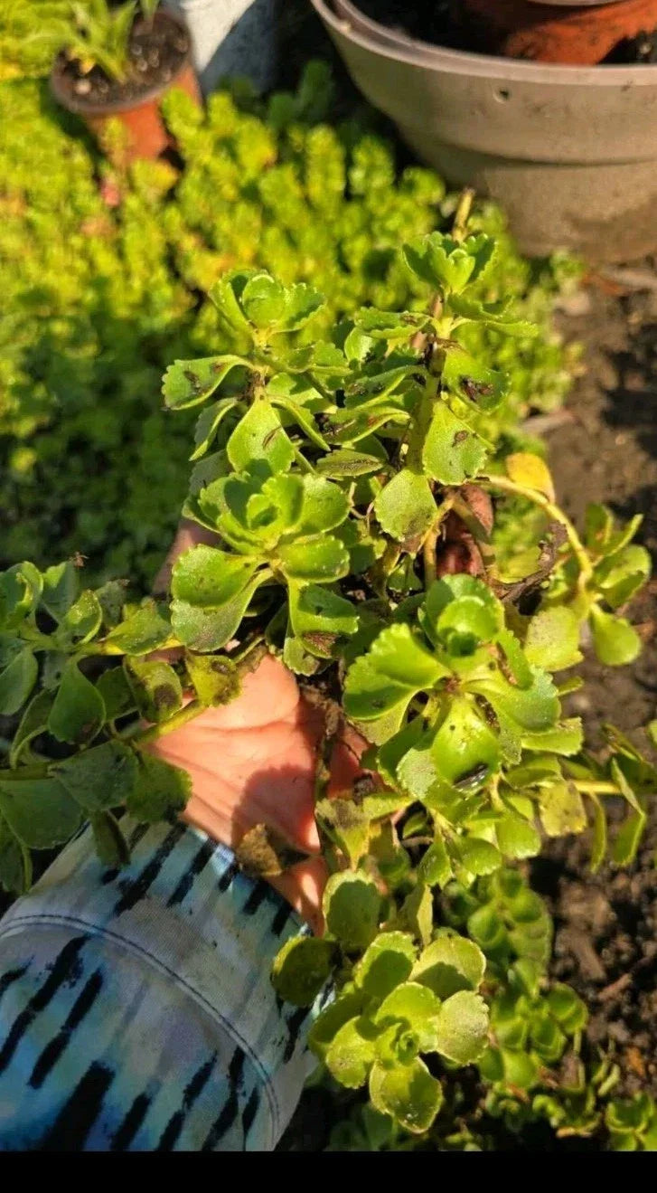 Stonecrop Sedum Plants - Dragon's Blood Variety - Low Maintenance Succulent - Sedum spurium - Rooted Plants for Gardens & Containers