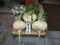 Sakurajima Mammoth Daikon Seeds – Large Mild Sweet Radish Raphanus sativus Heirloom Vegetable Seeds