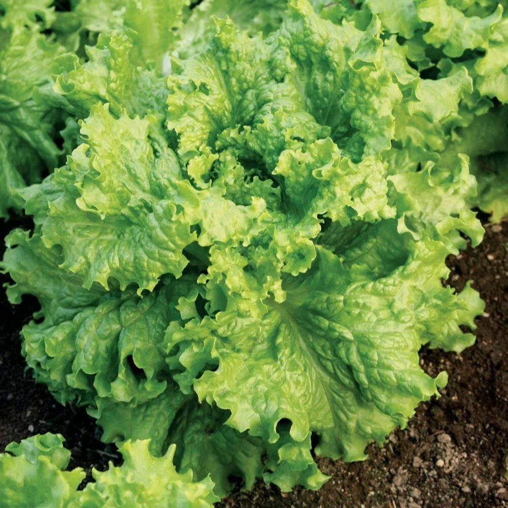 Lettuce Seeds 5000 Count - Grand Rapids Waldmann Green Loose Leaf Lactuca sativa for Salad & Garden