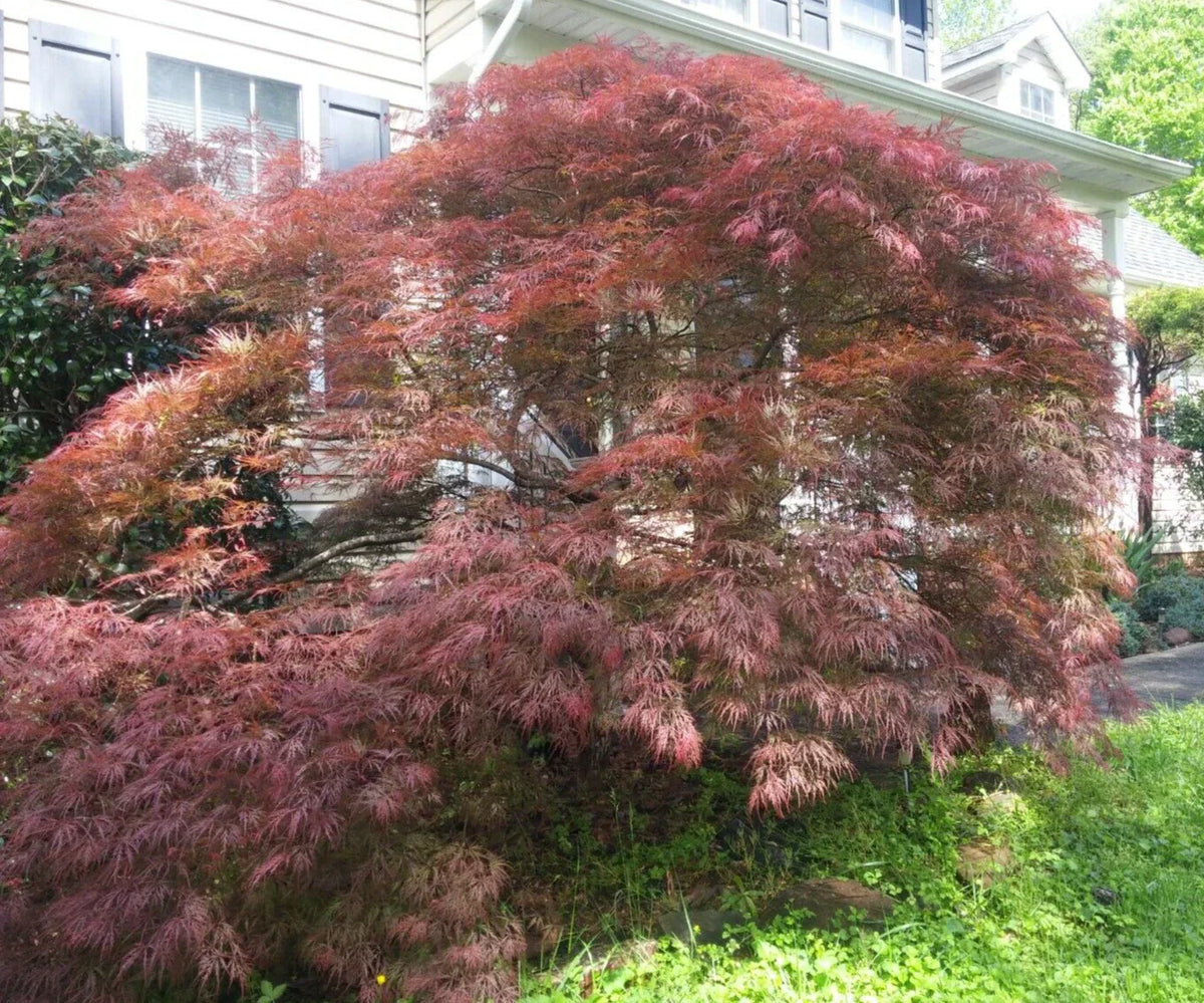 Thin Unrooted Cuttings of Weeping Japanese Maple 'Garnet' - Acer palmatum 'Garnet' for Rooting and Grafting