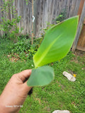 Red Canna Rhizome Plant - Tall, Vibrant Red Flowers, Canna indica for Garden, Patio & Landscape