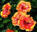 Hibiscus Seeds - 20 Premium Hibiscus rosa-sinensis Flower Seeds with Vibrant Orange, Yellow, Red Blooms for Garden, Pot, or Border