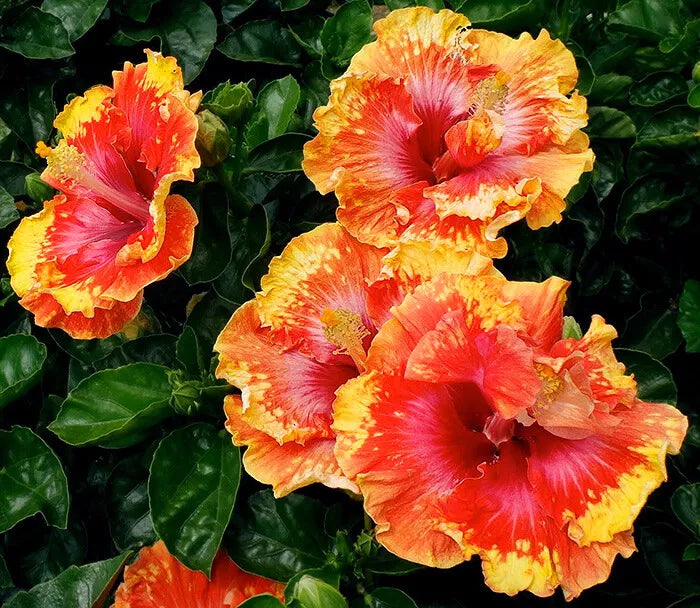 Hibiscus Seeds - 20 Premium Hibiscus rosa-sinensis Flower Seeds with Vibrant Orange, Yellow, Red Blooms for Garden, Pot, or Border