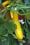Early Prolific Straight Neck Squash Seeds - Heirloom Cucurbita pepo, 100 Non-GMO Seeds for Home Garden, Container & Raised Bed Gardening