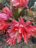 Red Orchid Cactus Cuttings - Epiphyllum ‘Disocactus Ackermannii’ - 3 Long Cuttings for Indoor & Outdoor Gardens