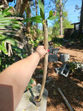Rooted Plumeria Plant - 3 Feet Tall - White and Yellow Flowers - Tropical Fragrant Shrub - Plumeria rubra