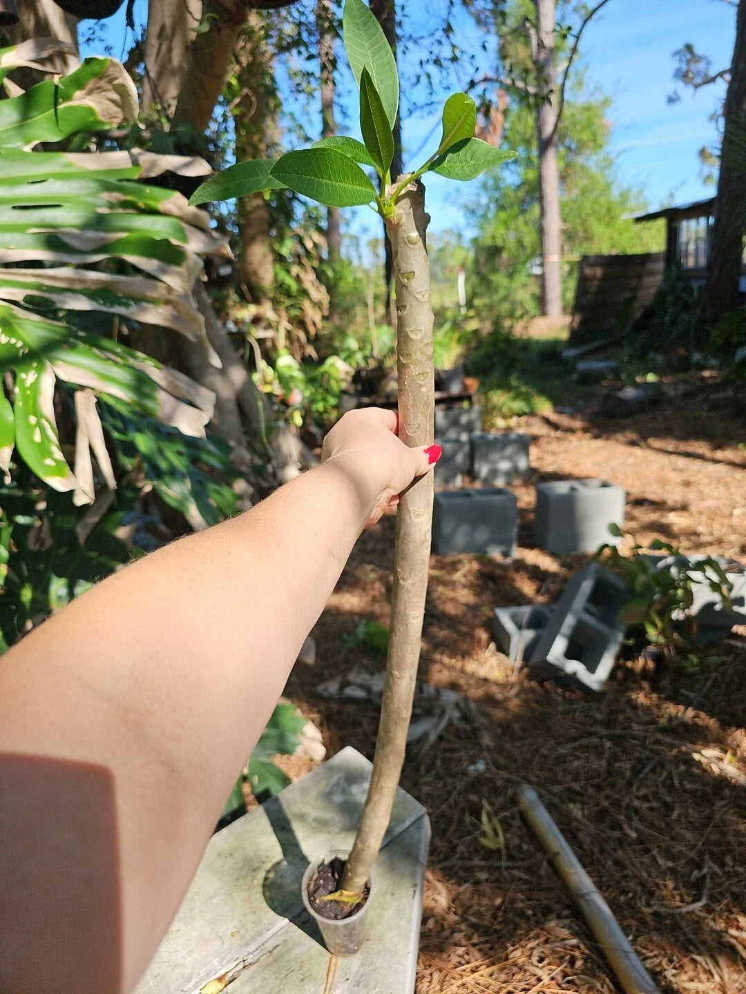 Rooted Plumeria Plant - 3 Feet Tall - White and Yellow Flowers - Tropical Fragrant Shrub - Plumeria rubra