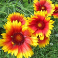 Gaillardia Seeds - 200+ Blanket Flower Perennial Garden Seeds, Gaillardia aristata, Bright Colors, Drought Tolerant, Pollinator Attracting