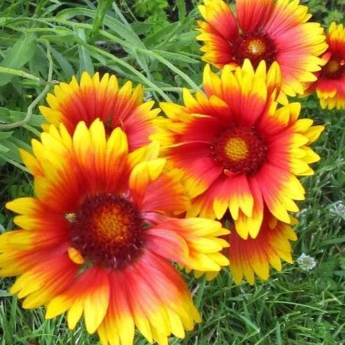 Gaillardia Seeds - 200+ Blanket Flower Perennial Garden Seeds, Gaillardia aristata, Bright Colors, Drought Tolerant, Pollinator Attracting