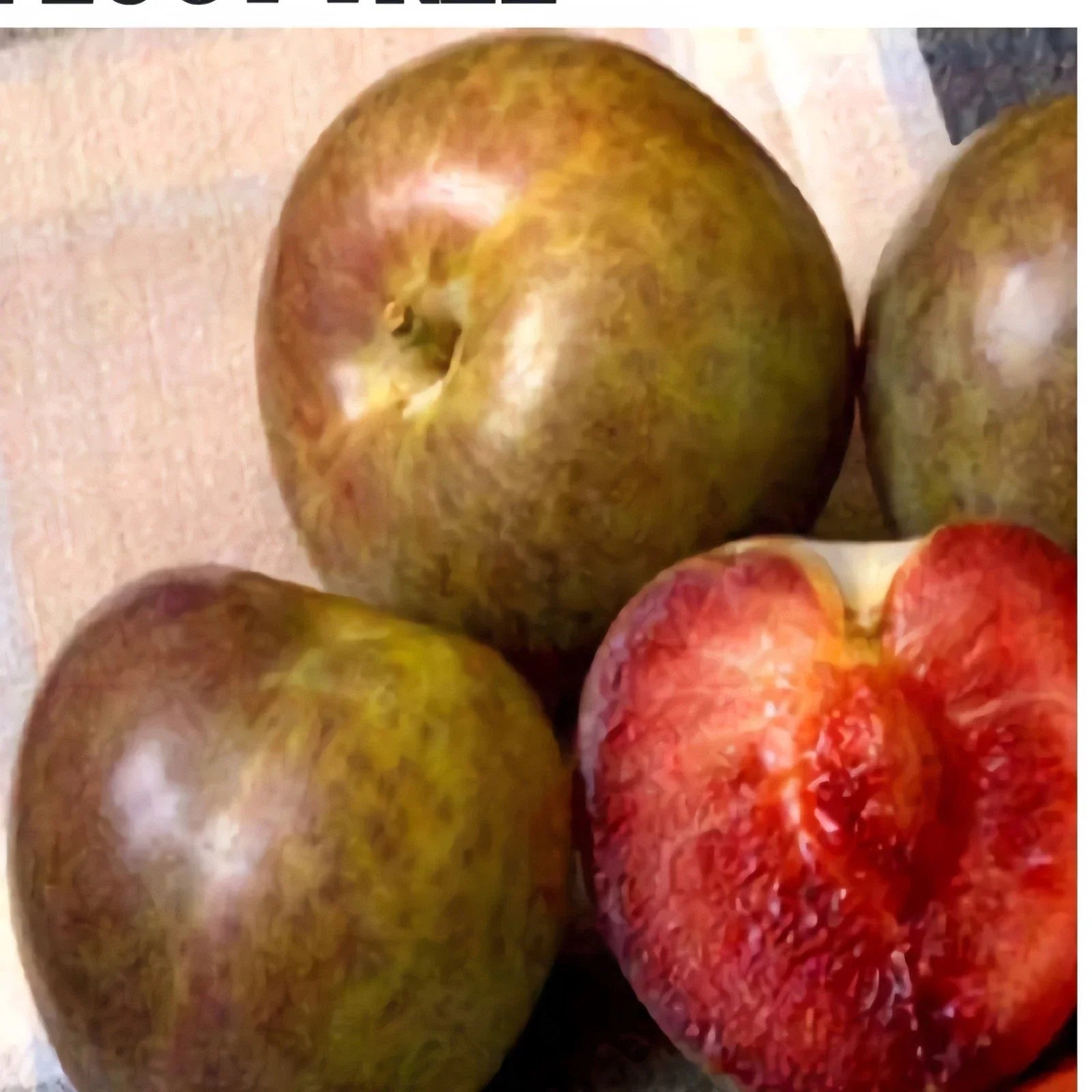 Flavor Supreme Pluot Tree Live Plant, 1/2" Trunk, Self-Pollinating, Prunus domestica x Prunus armeniaca