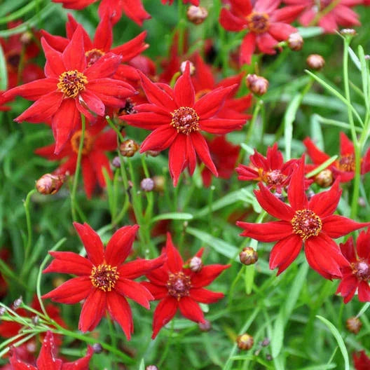 Coreopsis Amulet Red Dwarf Seeds – 500 Non-GMO Butterfly Garden Seeds for Borders & Containers – Coreopsis tinctoria