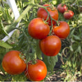 Arkansas Traveler Tomato Seeds - Non-GMO Heirloom, Heat Tolerant, Solanum lycopersicum, Indeterminate, Fresh Seeds