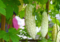 Exotic White Bitter Gourd Seeds - 6 Pack - Rare Momordica charantia for Home Gardening and Culinary Use