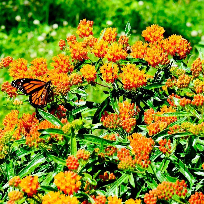 Milkweed Seeds - 100 Count - Orange Monarch Butterfly Host Plant - Asclepias tuberosa - Perennial for Pollinators