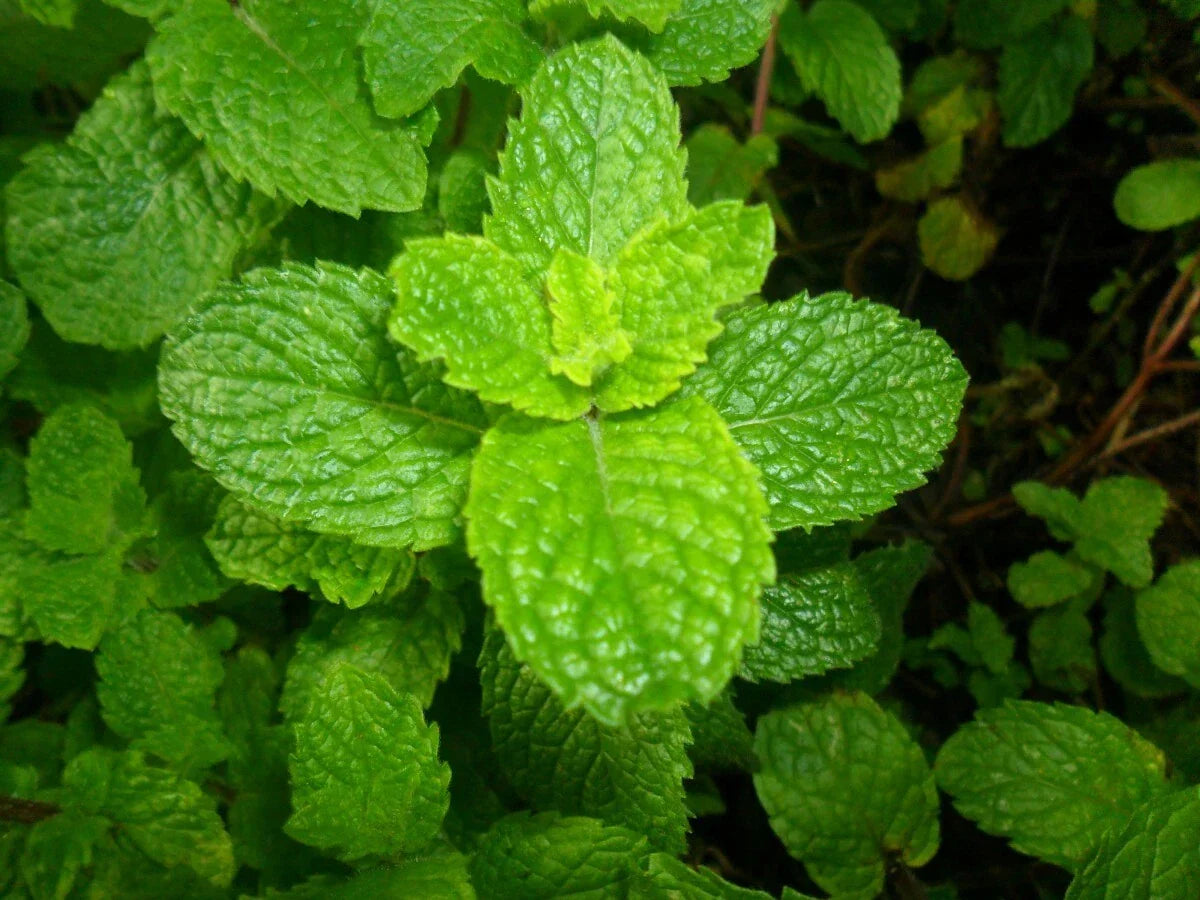 Spearmint Seeds 1500 Count Mentha spicata Non-GMO for Herb Garden, Tea, Cocktails