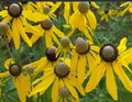 Coneflower Seeds 500 Non-GMO Grey-Headed Echinacea Ratibida pinnata for Pollinators, Early Blooms