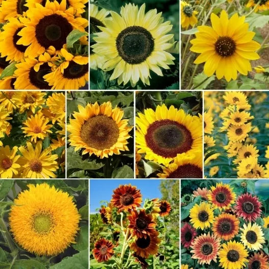 Sunflower Mix Seeds 7 Species Bright Colors Helianthus annuus for Garden, Pollinator Attracting, Full Sun