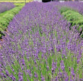 Phenomenal Lavender Live Plant - 4-Inch Pot, Lavandula x intermedia 'Phenomenal', Aromatic Perennial Herb for Garden or Indoor