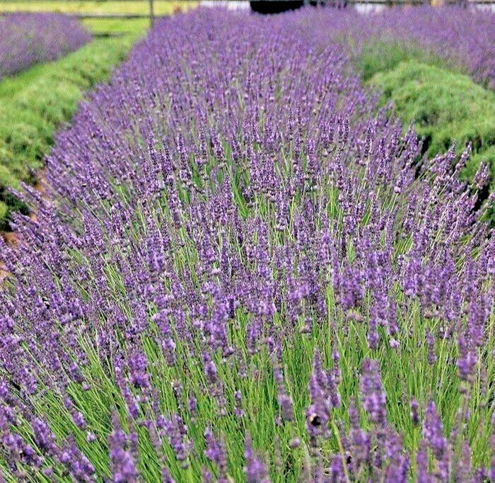 Phenomenal Lavender Live Plant - 4-Inch Pot, Lavandula x intermedia 'Phenomenal', Aromatic Perennial Herb for Garden or Indoor