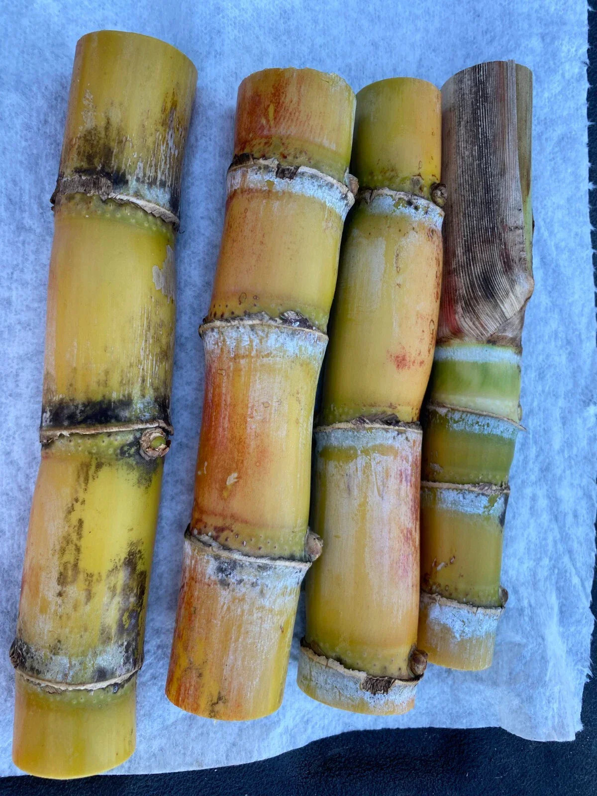 Sugarcane Buds - Fresh Cut Heirloom Saccharum officinarum - Ready to Plant, 4+ Buds, Florida Grown