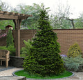 Norway Green Spruce Seeds - 50 Pack for Christmas Tree, Landscaping, and Garden Privacy - Picea abies