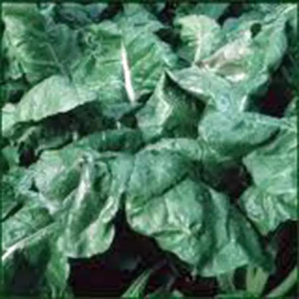 Heirloom Spinach Seeds, Non-GMO, 100 Seeds, Spinacia oleracea, Organic, Vegetable Garden, Leafy Greens, Spring & Fall Planting