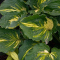 Hosta Plant in 5.25" Pot – Lakeside Paisley Print Variegated Foliage – Shade Perennial for Garden or Container